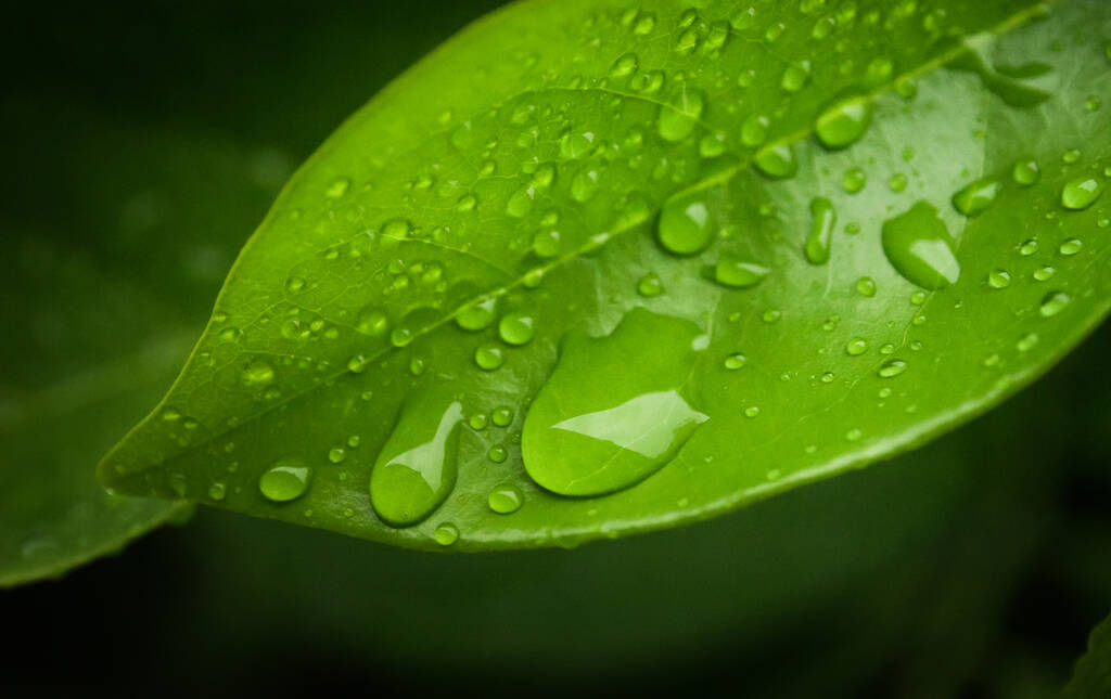Капли дождя на зеленый лист - Фото, изображение