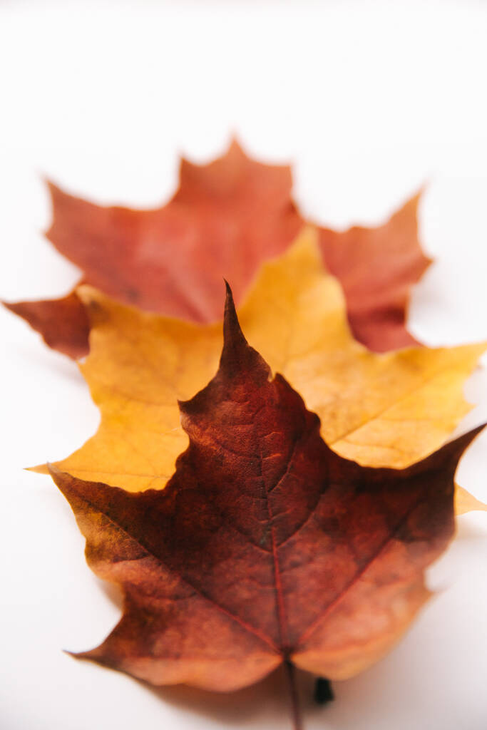 Herbst Hintergrund aus trockenen Blättern. Flache Lage, Draufsicht. Kopierraum für Text. - Foto, Bild