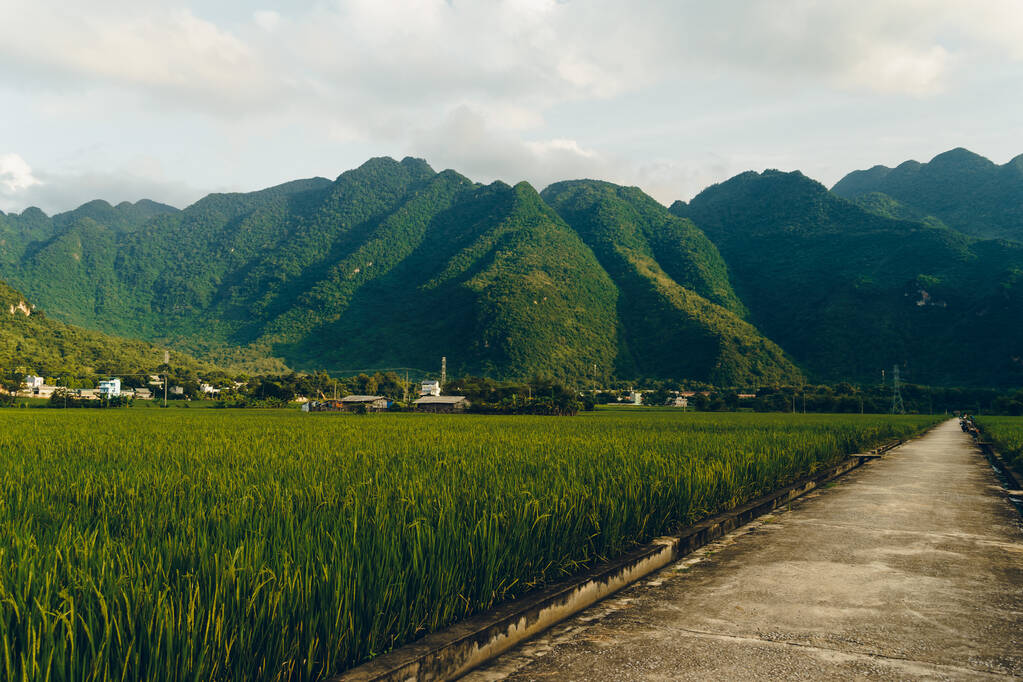 Terreno di riso a terrazze con strada rurale nel villaggio di Lac, Mai Chau Valley, Vietnam, Sud-est asiatico. Viaggio e natura concetto. - Foto, immagini