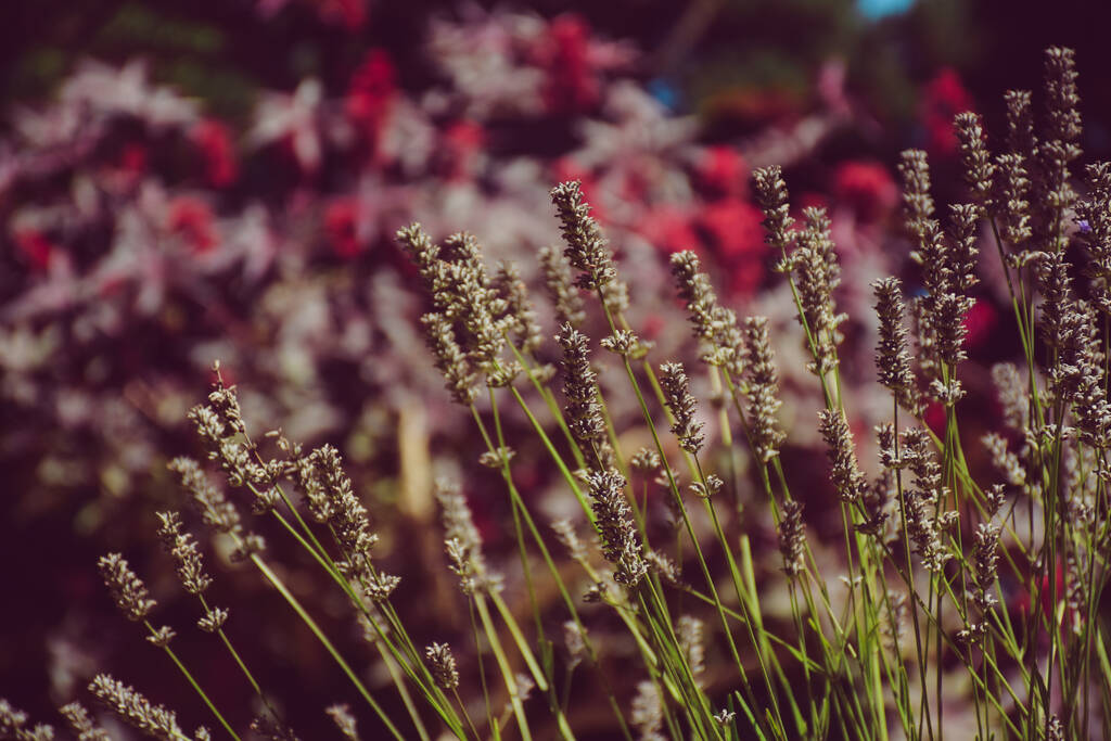 A levendula virágzásának szelektív fókusza a mezőn - Fotó, kép