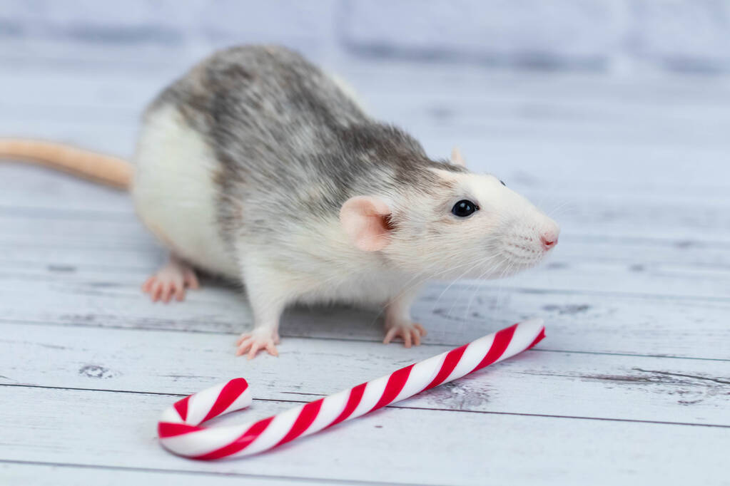 Cute rat sniffs New Year's candy cane. Portrait of a rodent close-up. holiday postcard - Photo, Image