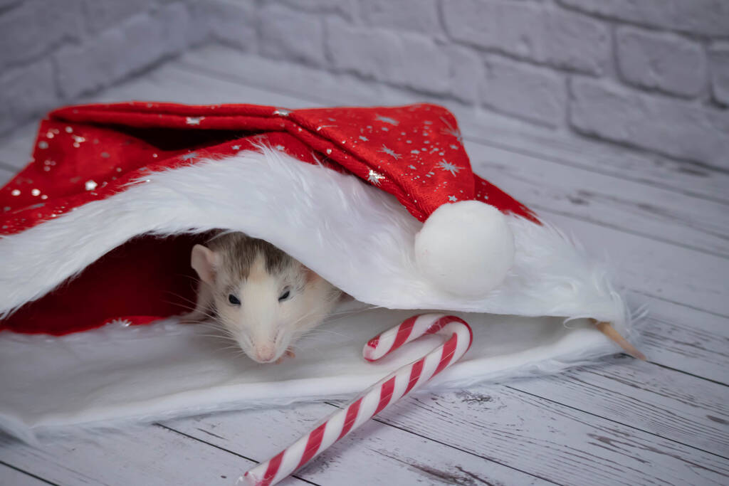 Eine kleine dekorative süße Ratte sitzt in einem roten Neujahrsmütze. In der Nähe liegt ein Zuckerrohr. Nahaufnahme eines Nagetiers - Foto, Bild