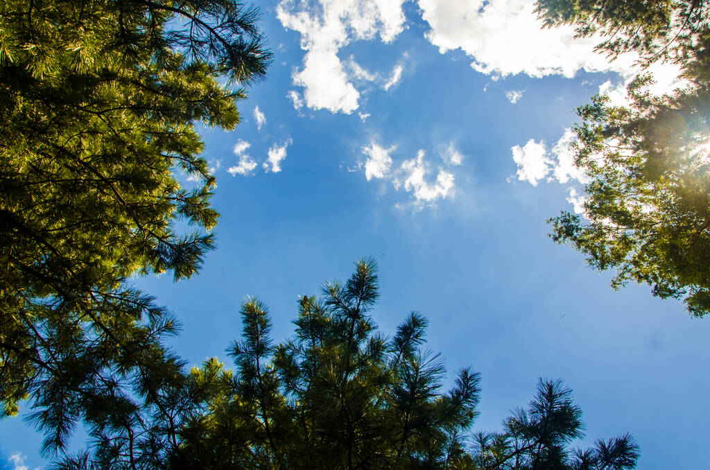 corona di alberi dal basso verso l'alto. Cumulo nuvole sopra la foresta. - Foto, immagini