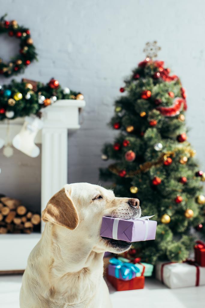 Hund hält Geschenk in der Nähe des Weihnachtsbaums im geschmückten Wohnzimmer  - Foto, Bild