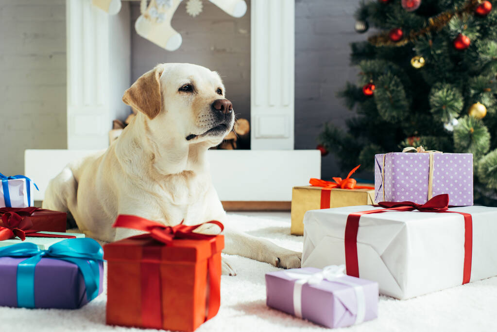 Labrador couché près de cadeaux colorés et arbre de Noël dans le salon décoré  - Photo, image