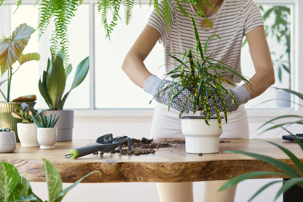 デザイン木製のテーブルの上のセラミックポットに植物を移植する女性庭師。ホームガーデンの概念。春の時間だ。たくさんの植物とスタイリッシュなインテリア。家庭用植物の世話をする。テンプレート. - 写真・画像