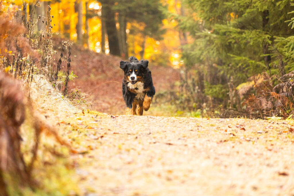 Ένα κοντινό πλάνο ενός γλυκού Bernese mountain dog το φθινόπωρο - Φωτογραφία, εικόνα
