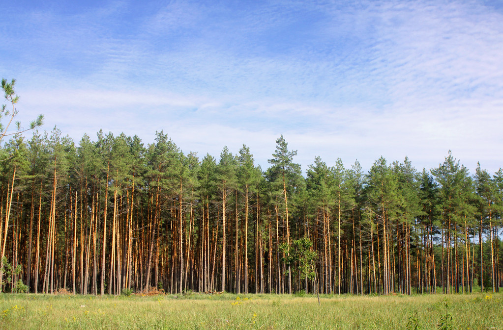 Forêt sauvage
 - Photo, image