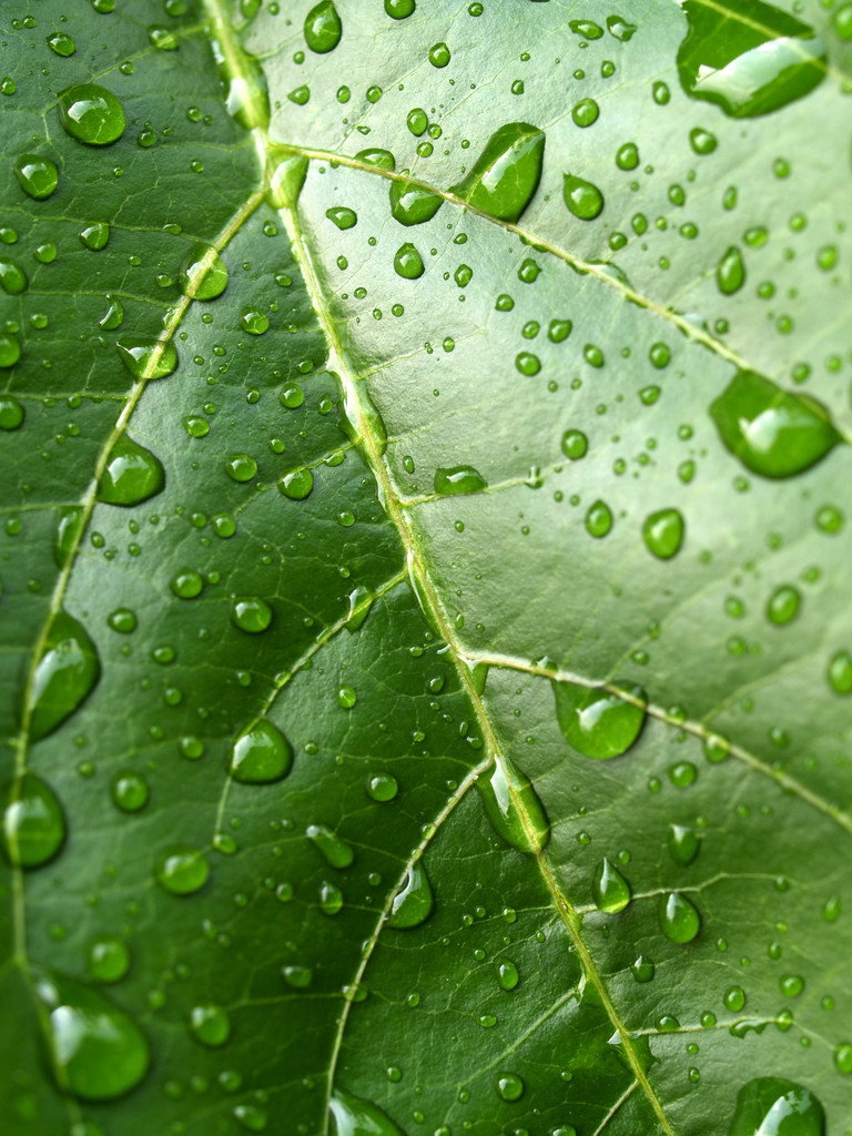 rostlina list a vodní kapky - Fotografie, Obrázek