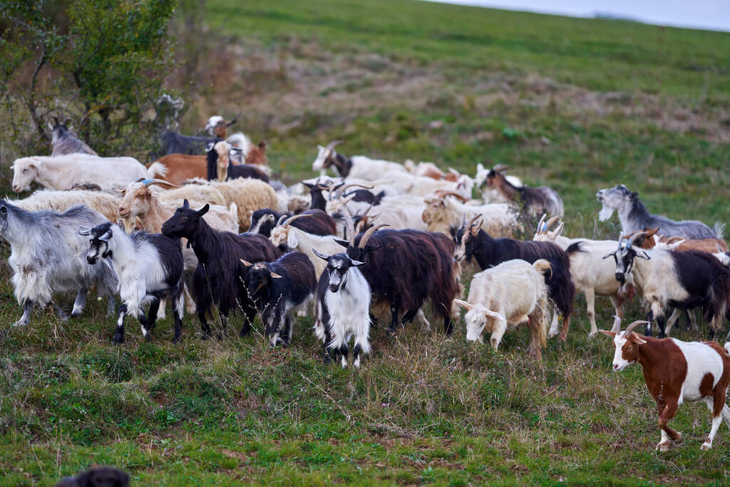 Стадо козлів, що пасуться в сільській місцевості
 - Фото, зображення