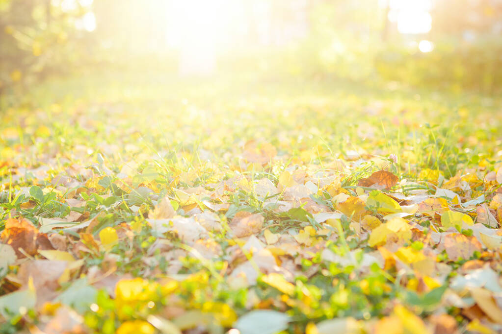 Красочные осенние листья Красивый осенний пейзаж с опавшими желтыми листьями и солнцем. Красочная листва в парке. Падение оставляет естественный фон - Фото, изображение