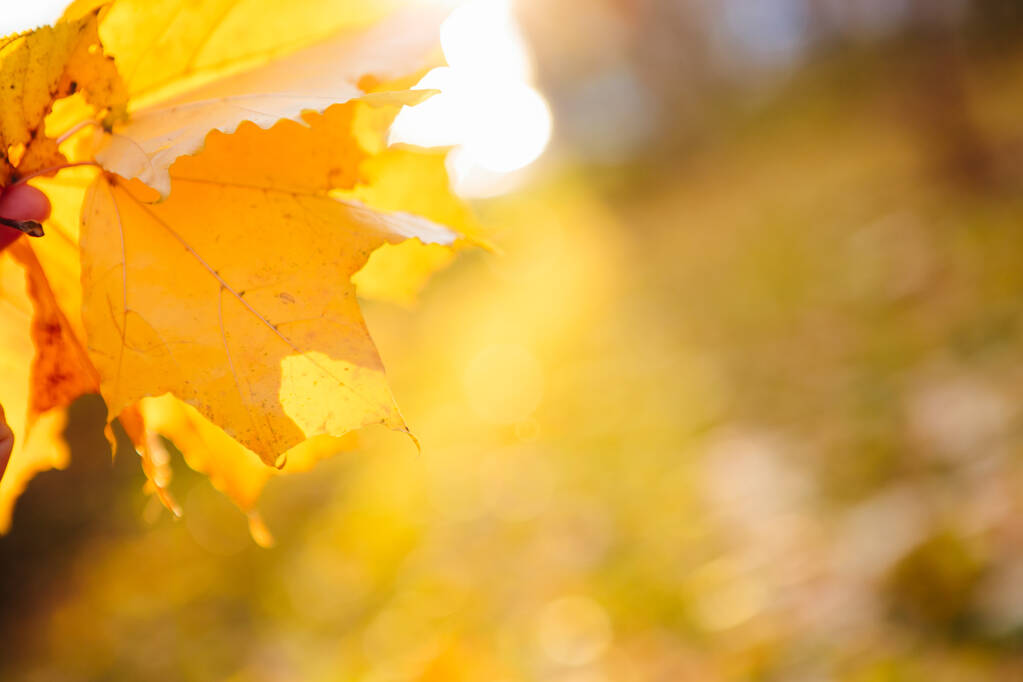 Kleurrijke herfstbladeren Prachtig herfstlandschap met gevallen gele bladeren en zon. Kleurrijk blad in het park. Vallende bladeren natuurlijke achtergrond - Foto, afbeelding