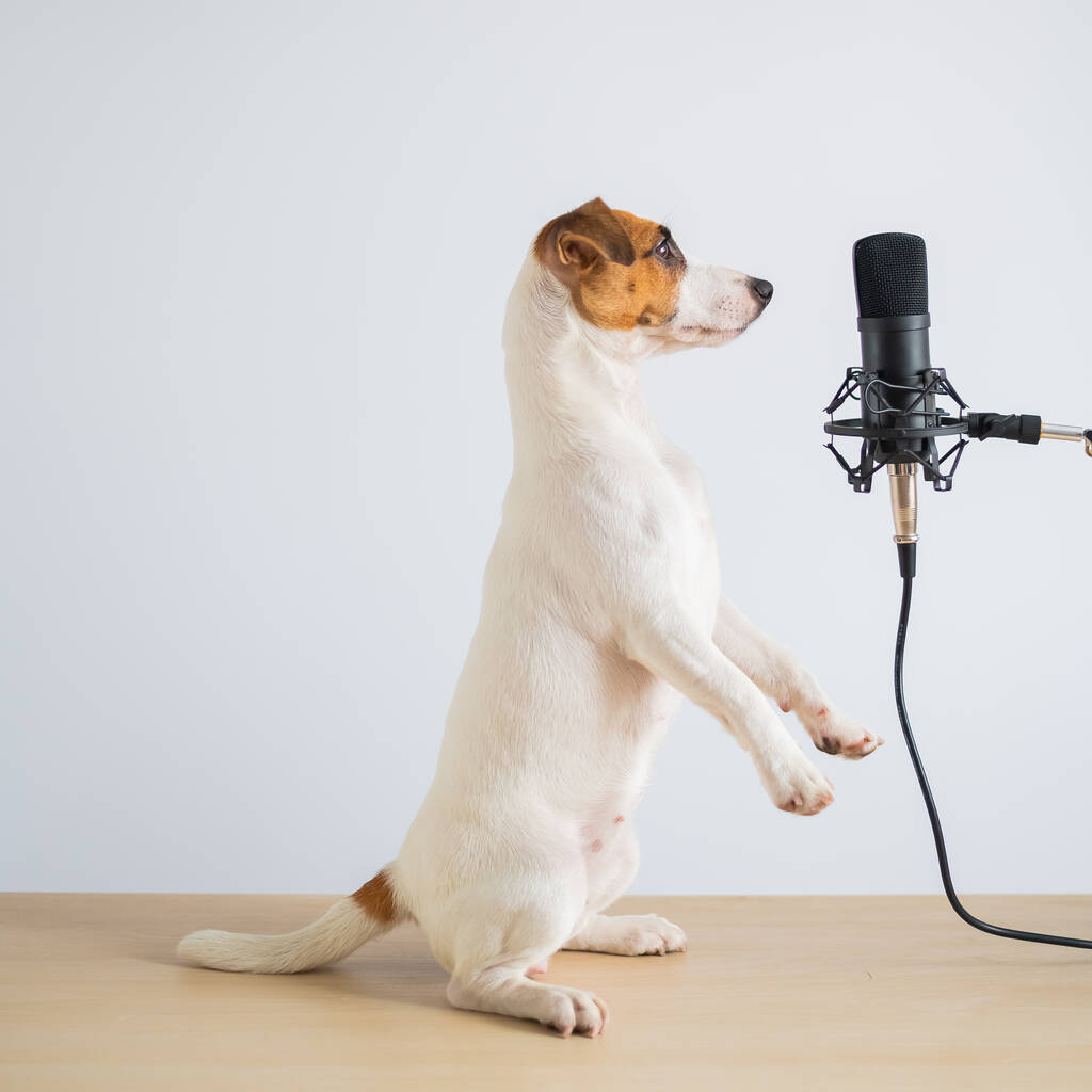 Jack Russell terrier perro se para en sus patas traseras en una pose para servir en el micrófono y está transmitiendo en un fondo blanco - Foto, Imagen