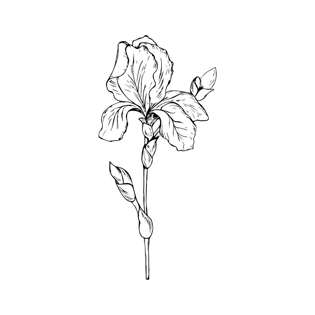 La flor del iris. ilustración sobre un fondo blanco. Bocetos. - Foto, imagen