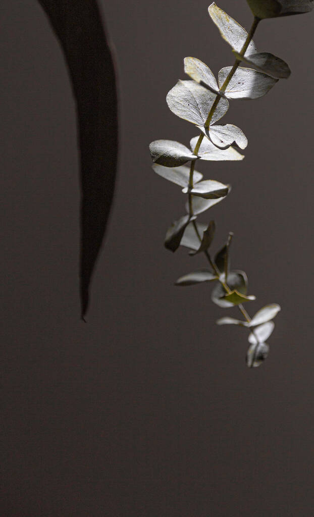 Вертикальний сіро-коричневий знімок дрібного листя рослини
 - Фото, зображення