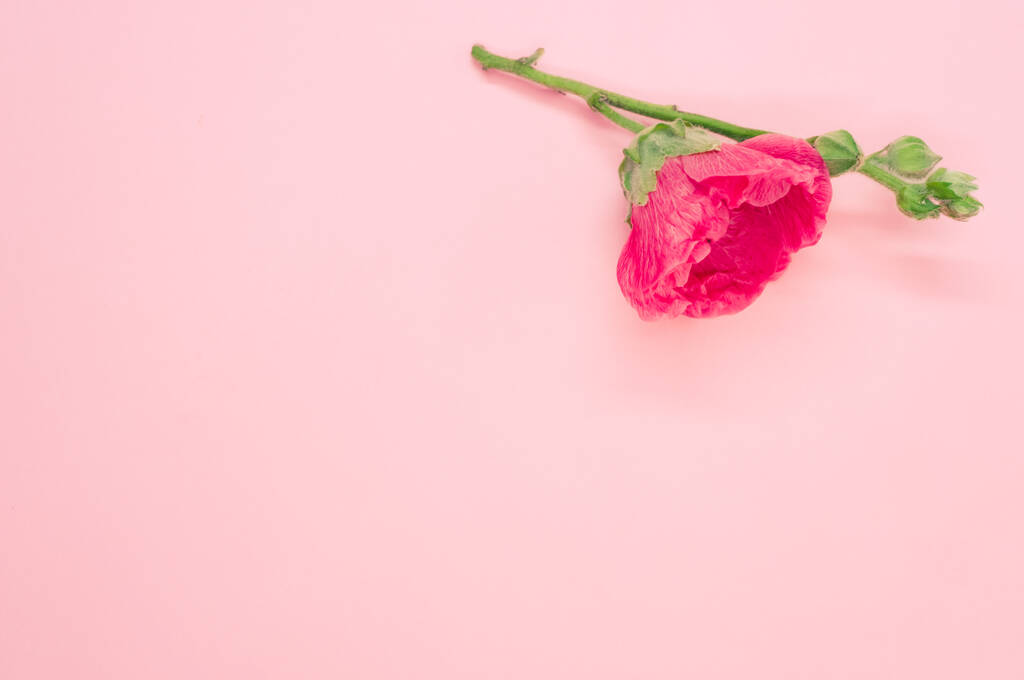 A high angle shot of a beautiful pink carnation flower on a small stem, placed on a pink surface, with space for text - Photo, Image