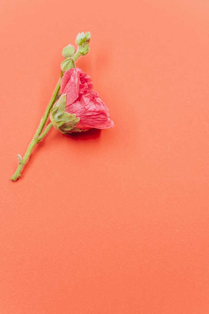 Pystysuora laukaus kaunis vaaleanpunainen neilikka kukka pieni varsi, sijoitettu oranssi pinta - Valokuva, kuva