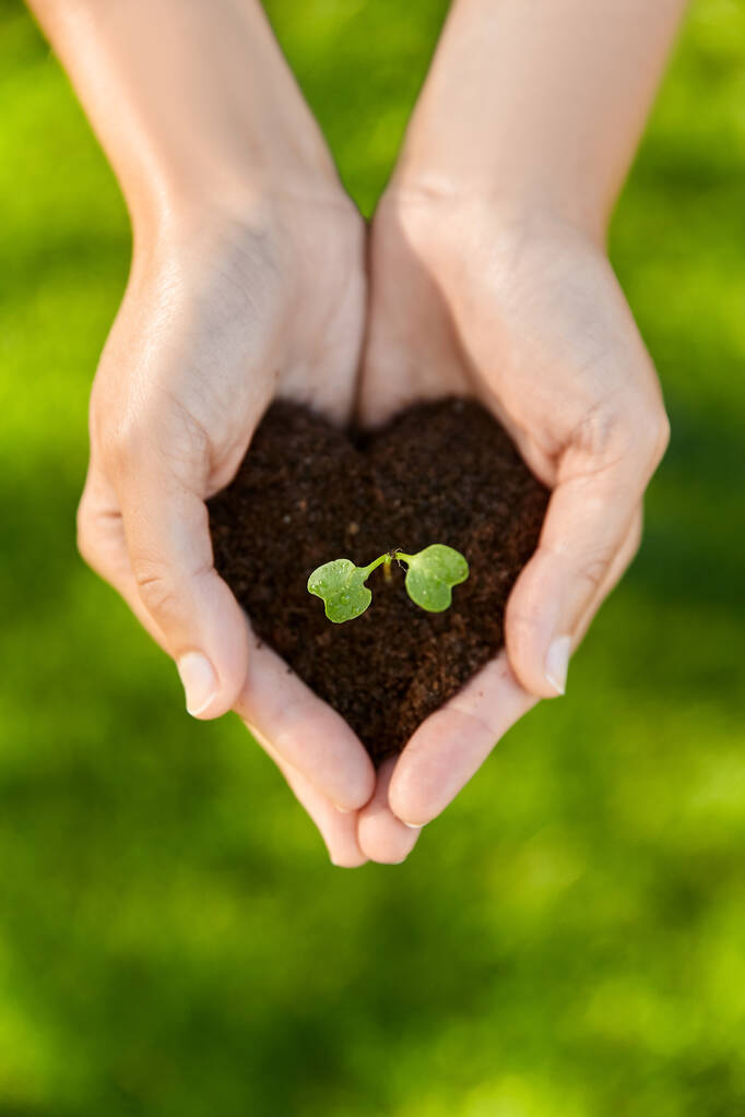 ruce drží rostlina roste v hrsti půdy - Fotografie, Obrázek