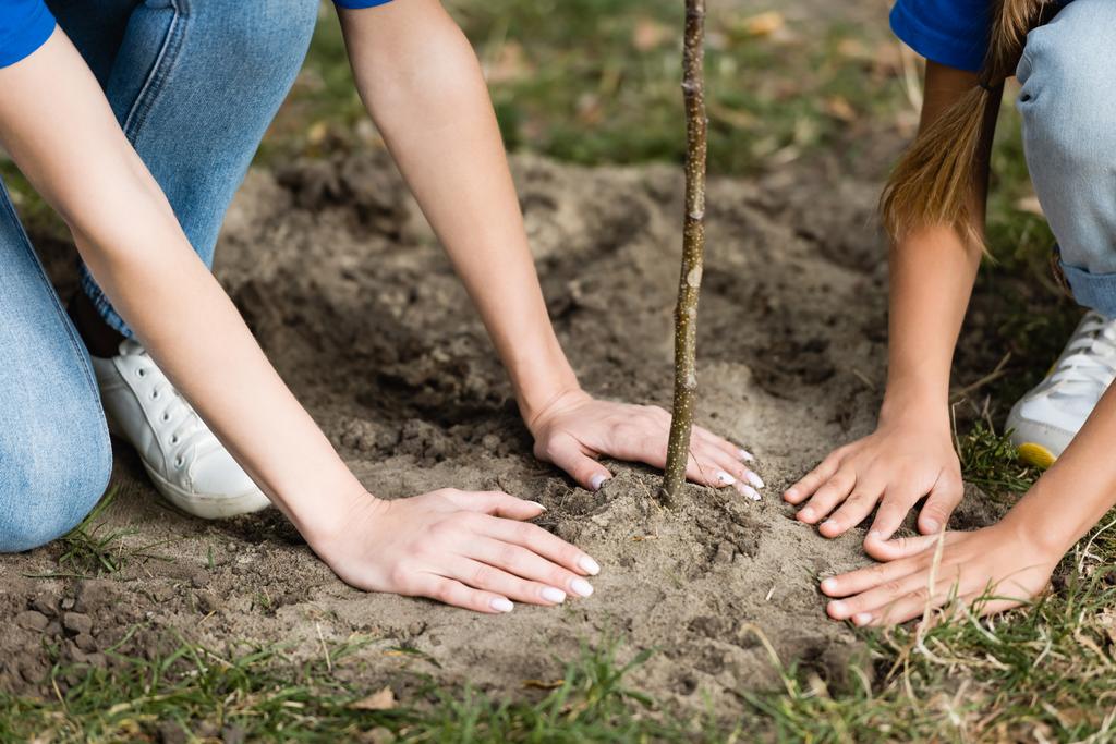visão cortada de mãe e filha plantando árvore jovem na floresta, conceito de ecologia - Foto, Imagem