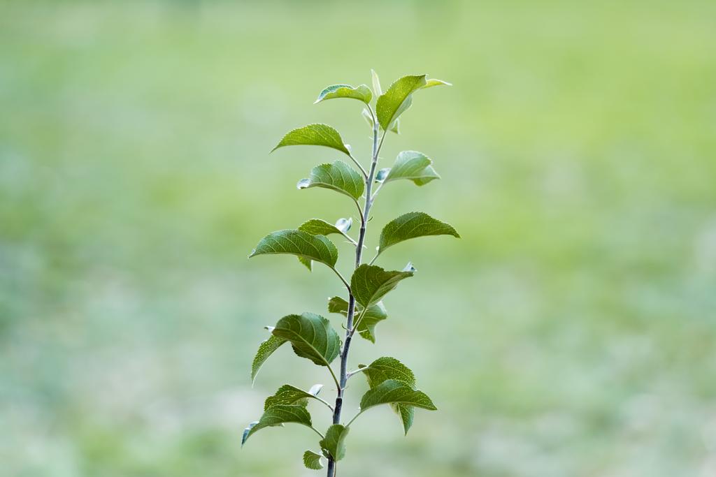 junge Pflanze mit grünen Blättern, die auf verschwommenem Hintergrund wachsen, ökologisches Konzept - Foto, Bild