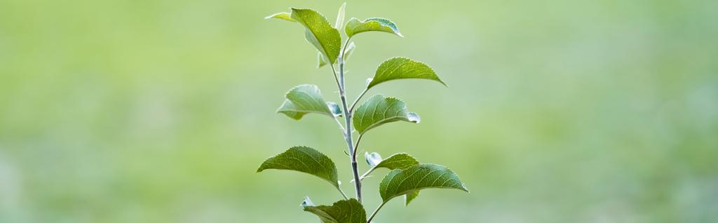 νεαρά πράσινα σπορόφυτα αναπτύσσονται σε θολή φόντο, έννοια οικολογία, πανό - Φωτογραφία, εικόνα