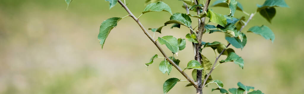 jonge boom met groene bladeren groeiend op wazige achtergrond, ecologisch concept, banner - Foto, afbeelding