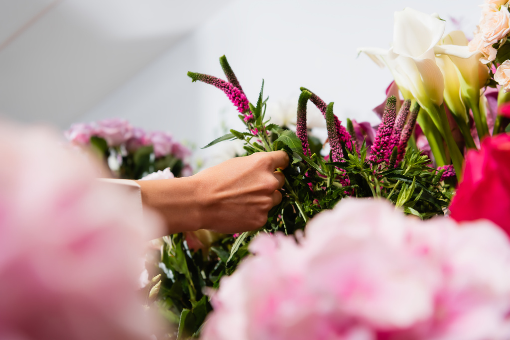 Vista cortada de florista tomando flor de celósia com hortênsias borradas em primeiro plano - Foto, Imagem