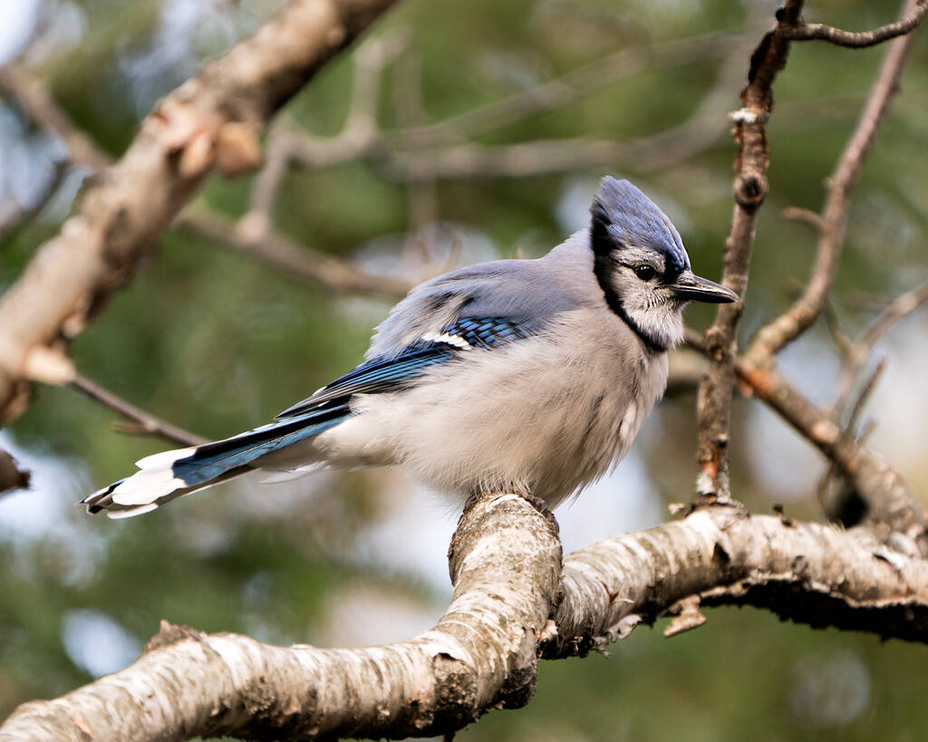 Blue Jay seděl na větvi s rozmazaným pozadím v lesním prostředí a stanovišti. Blue Jay Image. Portrét Blue Jay. Obrázek Blue Jay.  - Fotografie, Obrázek