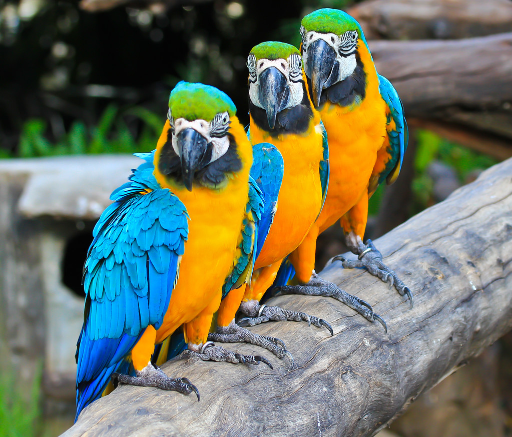 renkli Amerika papağanı - Fotoğraf, Görsel