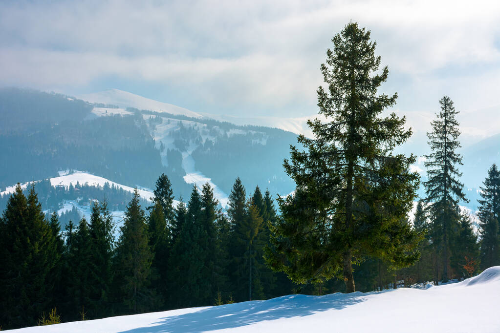 еловой лес на заснеженном холме. красивый зимний пейзаж в горах. далекий хребет в тумане и облаках. Карпатское сельское утро - Фото, изображение