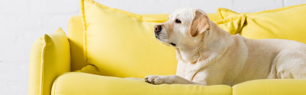 Λαμπραντόρ σκυλί βρίσκεται σε άνετο κίτρινο καναπέ στο σπίτι, πανό - Φωτογραφία, εικόνα