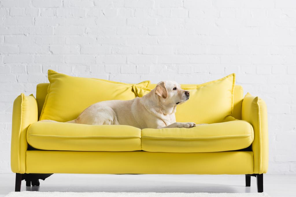 vista lateral del perro labrador acostado en el acogedor sofá amarillo cerca de la pared de ladrillo blanco en casa - Foto, imagen
