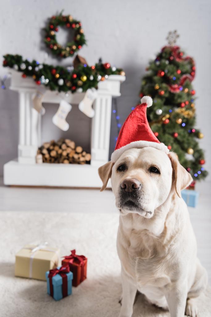 Λαμπραντόρ σε καπέλο Σάντα κοντά κουτιά δώρων, χριστουγεννιάτικο δέντρο και διακοσμημένο τζάκι σε θολή φόντο - Φωτογραφία, εικόνα