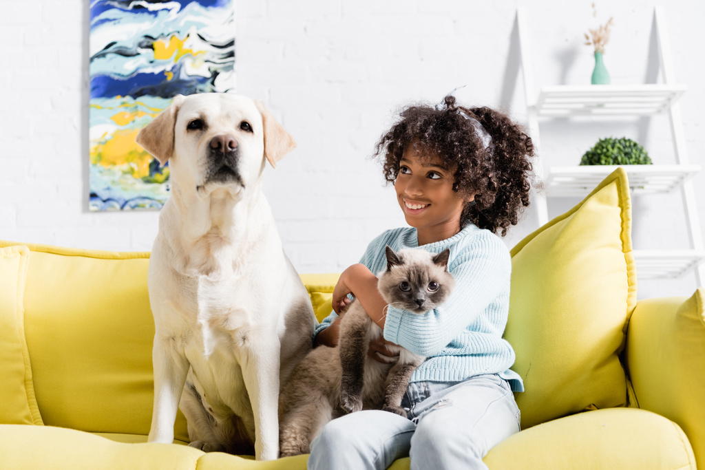 Neşeli Afrikalı Amerikalı kız siyam kedisini kucaklıyor, labrador 'a bakıyor koltukta oturuyor, bulanık arka planda. - Fotoğraf, Görsel