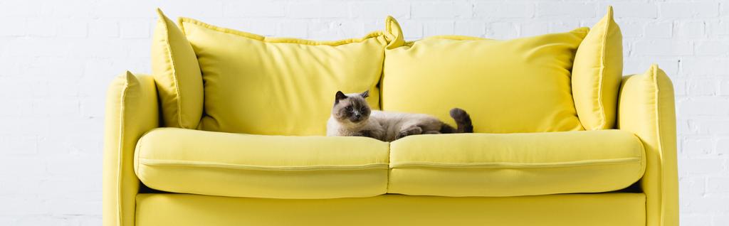 Siamská kočka ležící na žluté pohovce s polštáři doma, prapor - Fotografie, Obrázek