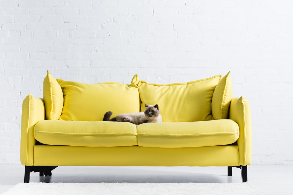 chat siamois regardant ailleurs, tout en étant couché sur un canapé jaune avec des oreillers à la maison - Photo, image