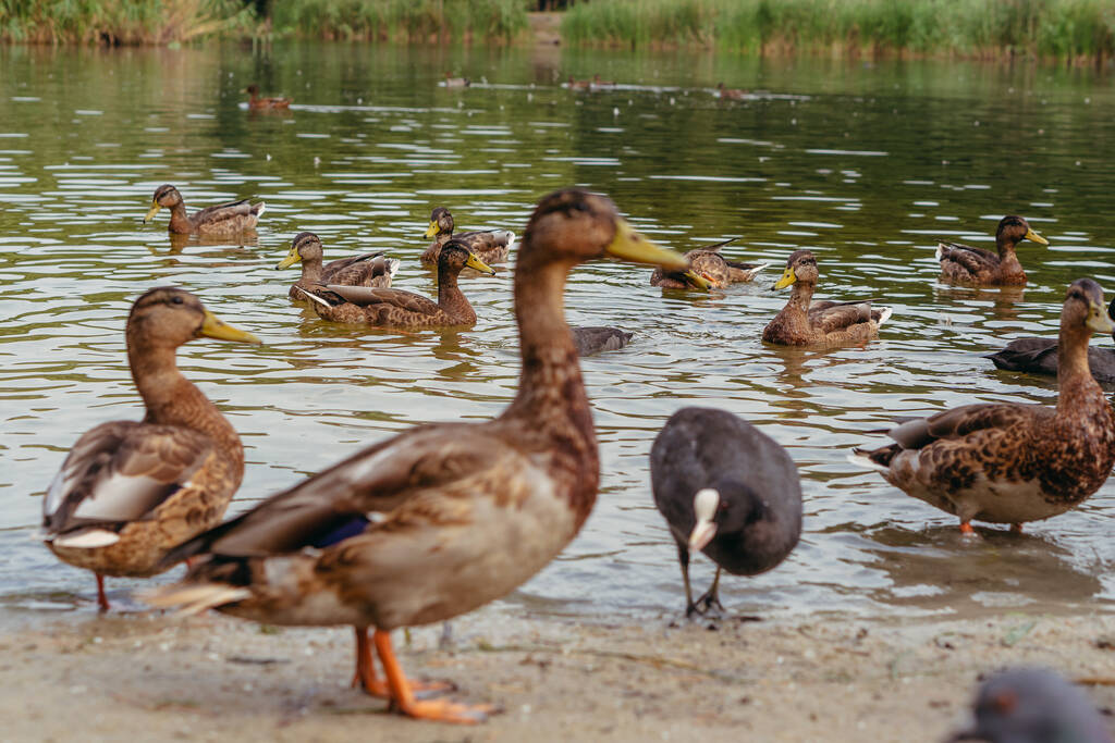 Patos. Los patos salvajes nadan en el estanque. - Foto, Imagen