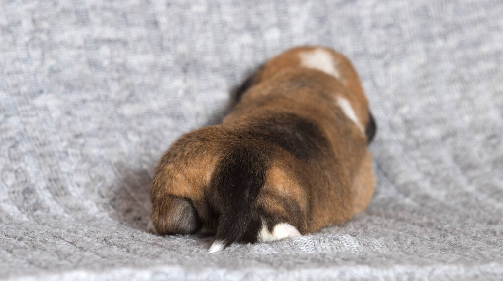 可愛い新生児子犬ウェルシュコーギーペンブローク種 - 写真・画像