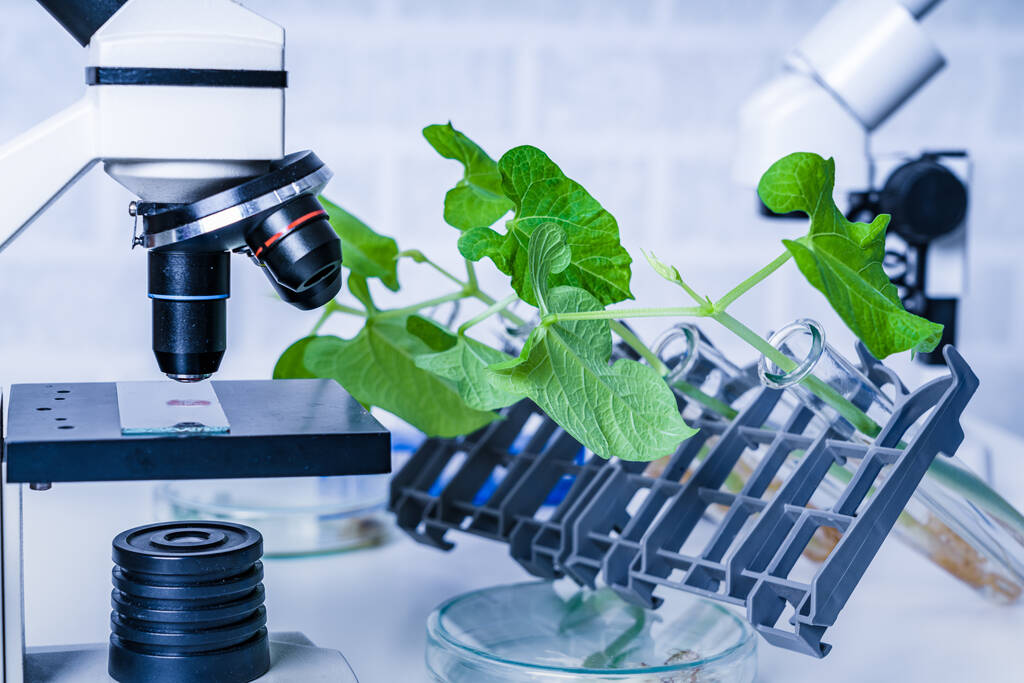 Geneticky modifikované rostliny testovány.Ekologická laboratoř zkoumá nové metody šlechtění rostlin - Fotografie, Obrázek