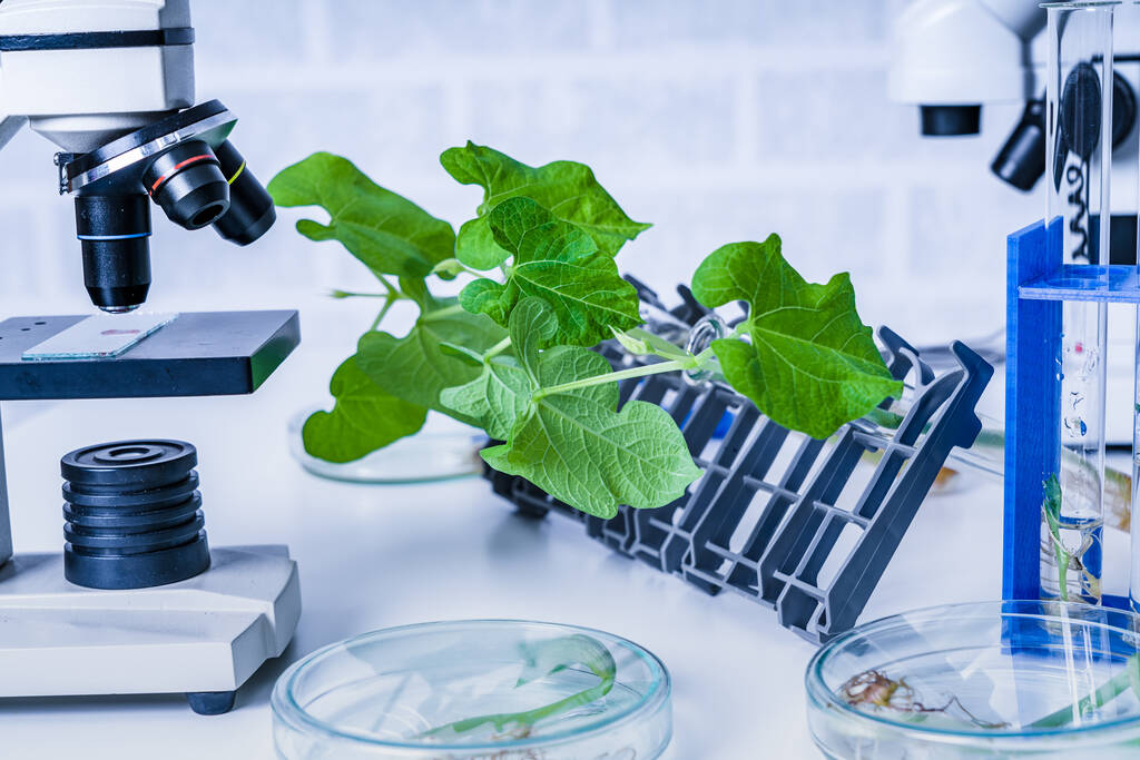 Planta geneticamente modificada testada. Laboratório de ecologia explorando novos métodos de melhoramento vegetal - Foto, Imagem