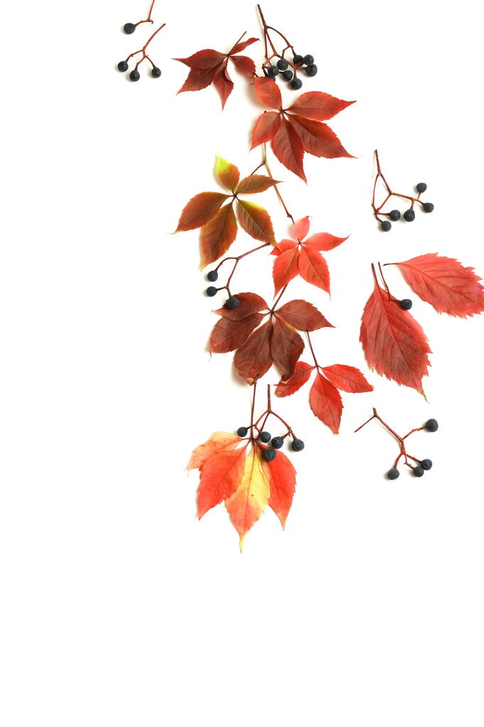 Podzimní pozadí. Podzimní listí je izolováno na bílém pozadí. Podzim, kompozice na Den díkůvzdání. Byt ležel, horní pohled, kopírovací prostor - Fotografie, Obrázek