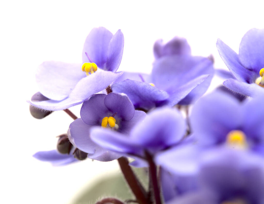 Синий африканский фиолетовый на белом фоне - Фото, изображение