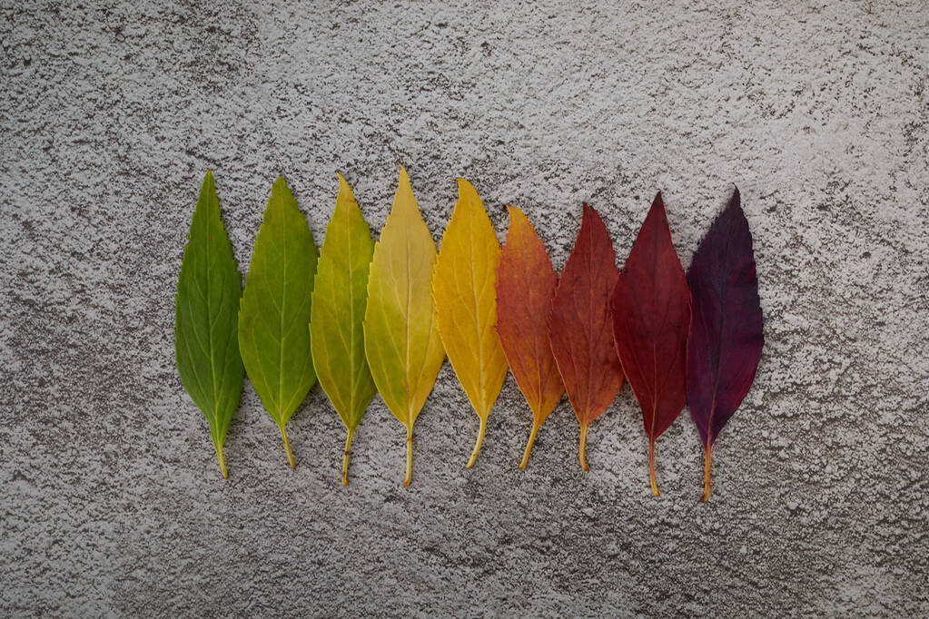 Folhas de outono gradiente de cor arco-íris. Conceito de mudança de estação de outono. - Foto, Imagem