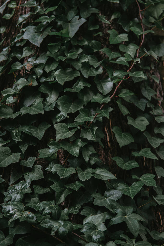 Вертикальный снимок свежей зеленой листвы - идеально подходит для фона - Фото, изображение