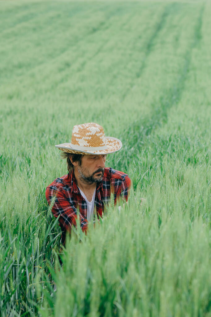 フィールドでの緑の小麦の作物の開発を検査農家、わら帽子を持つ大人の男性農学者や農地で作業シャツを果たした - 写真・画像