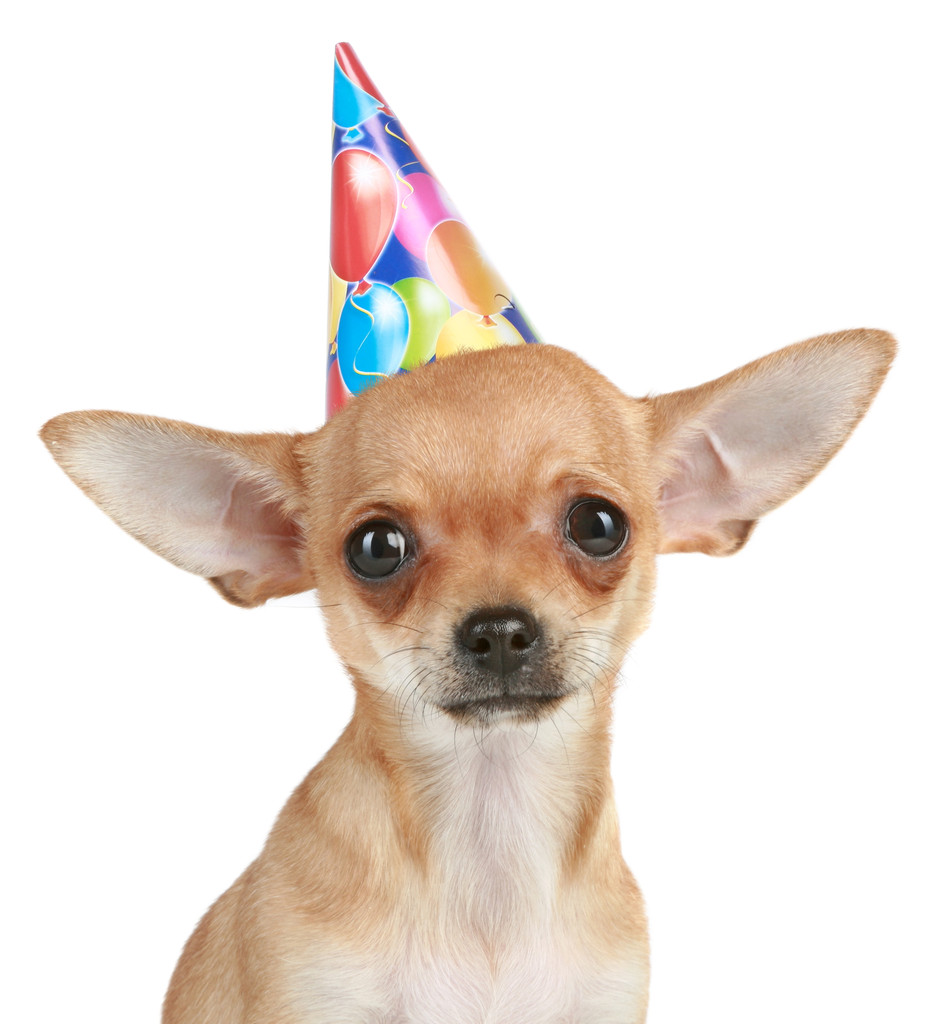 Chihuahua cachorro en sombrero de fiesta
 - Foto, imagen