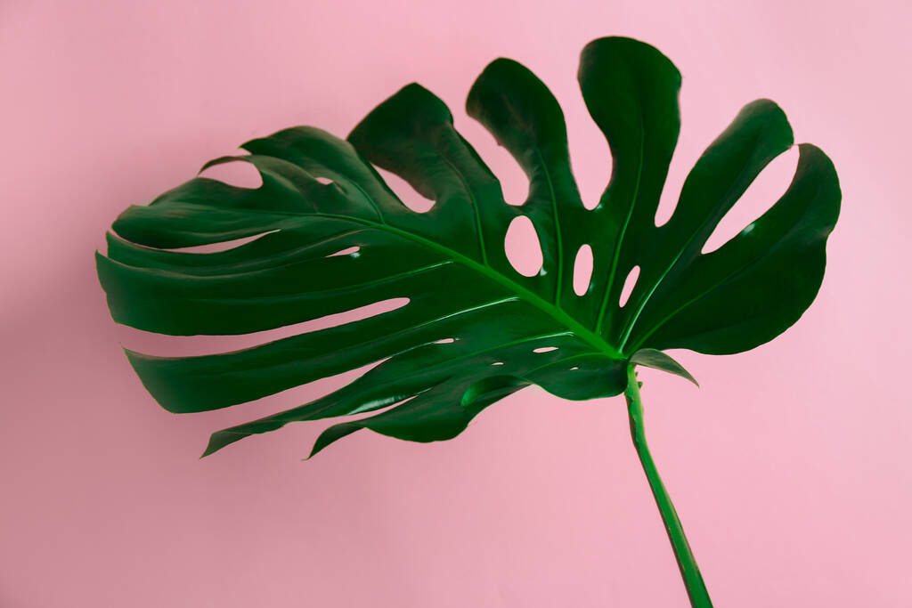 Чудовищный лист на розовом фоне. Тропические растения - Фото, изображение