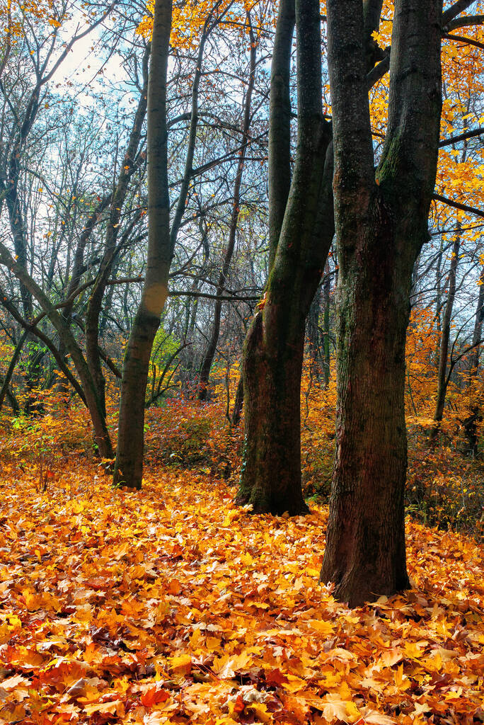 木漏れ日の秋の風景。カラフルな葉の枝。落ち葉で覆われた地面。季節性の変化です。暖かく乾燥した天候 - 写真・画像