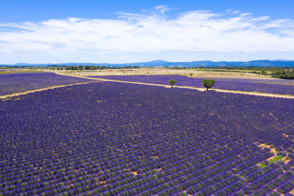 Ilmakuva laventelipelloista Valensolessa Etelä-Ranskassa - Valokuva, kuva