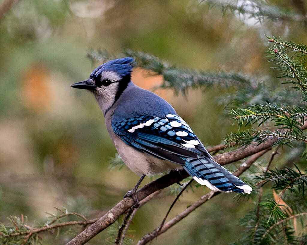 Blue Jay közeli profilképet készített egy homályos háttérrel rendelkező faágról az erdős környezetben és élőhelyen. - Fotó, kép